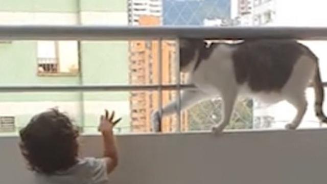 Viral Kucing Pintar Cegah Balita Memanjat Pagar Balkon Apartemen