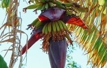 Jantung Pisang, Lebih dari Sekadar Buah Kaya Manfaat untuk Kesehatan