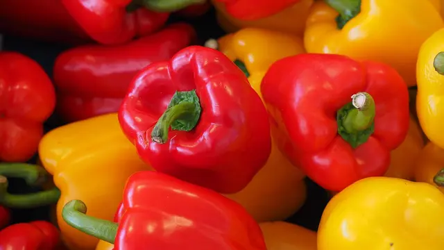Cara Menanam Paprika di Polybag agar Tumbuh Subur dan Cepat Berbuah