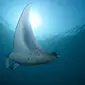 Spot Diving Terbaik untuk Melihat Pari Manta di Indonesia (Sumber: Pixabay)