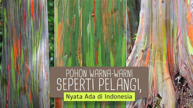 Pohon Warna  Warni  Seperti Pelangi Nyata Ada di Indonesia 