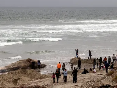 Orang-orang melihat bangkai ikan paus yang terdampar di sebuah pantai kawasan Rosarito, Meksiko, Senin (22/5). Bangkai paus tersebut membuat heboh dan menjadi pusat perhatian bagi pengunjung atau orang yang melintas. (AFP PHOTO/GUILLERMO ARIAS)