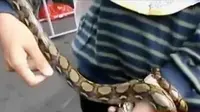 VIDEO: Begini Cara Tangani Ular Saat Terancam