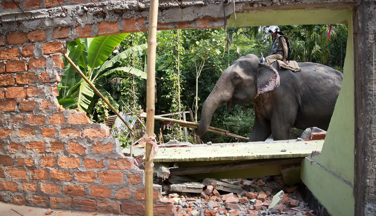 Seekor gajah menghancurkan rumah saat penggusuran di Suaka Margasatwa Amchang, Assam, India (27/11). Pasukan keamanan India mengerahkan gajah untuk menggusur sejumlah rumah ilegal di kawasan tersebut. (AP Photo/Anupam Nath)