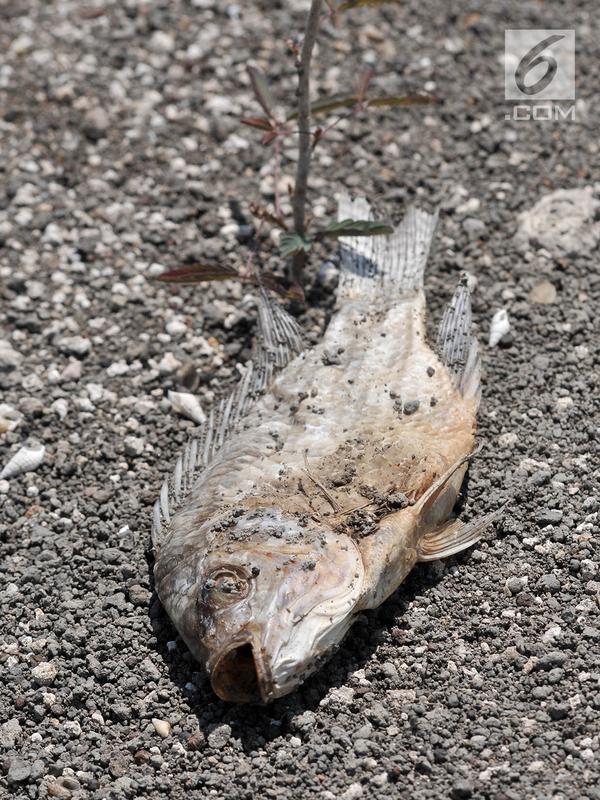 Bangkai ikan yang mengering berserakan di pinggiran Waduk Gajah Mungkur, Wonogiri, Selasa (3/9/2019). Musim kemarau di Jawa Tengah menjadi terparah dalam lima tahun terakhir hingga menyebabkan menyusutnya volume air Waduk Gajah Mungkur dan banyak ditemukannya ikan mati. (merdeka.com/Iqbal Nugroho)