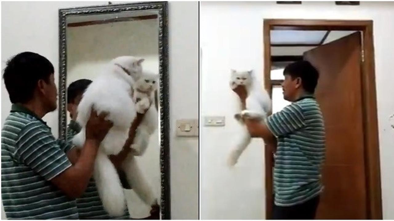 5 Tingkah Bapak-Bapak Anggap Kucing Layaknya Anak Sendiri Ini Kocak Banget