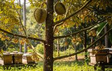 7 Cara Merawat Pohon Durian Muda agar Cepat Tumbuh dan Berbuah Lebat