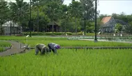Petani sedang menanam padi di sawah. (Foto: Istimewa)