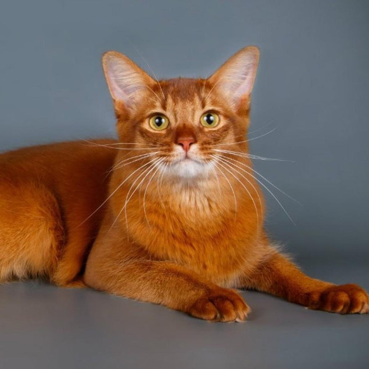 Ilustrasi Warna Kucing Langka