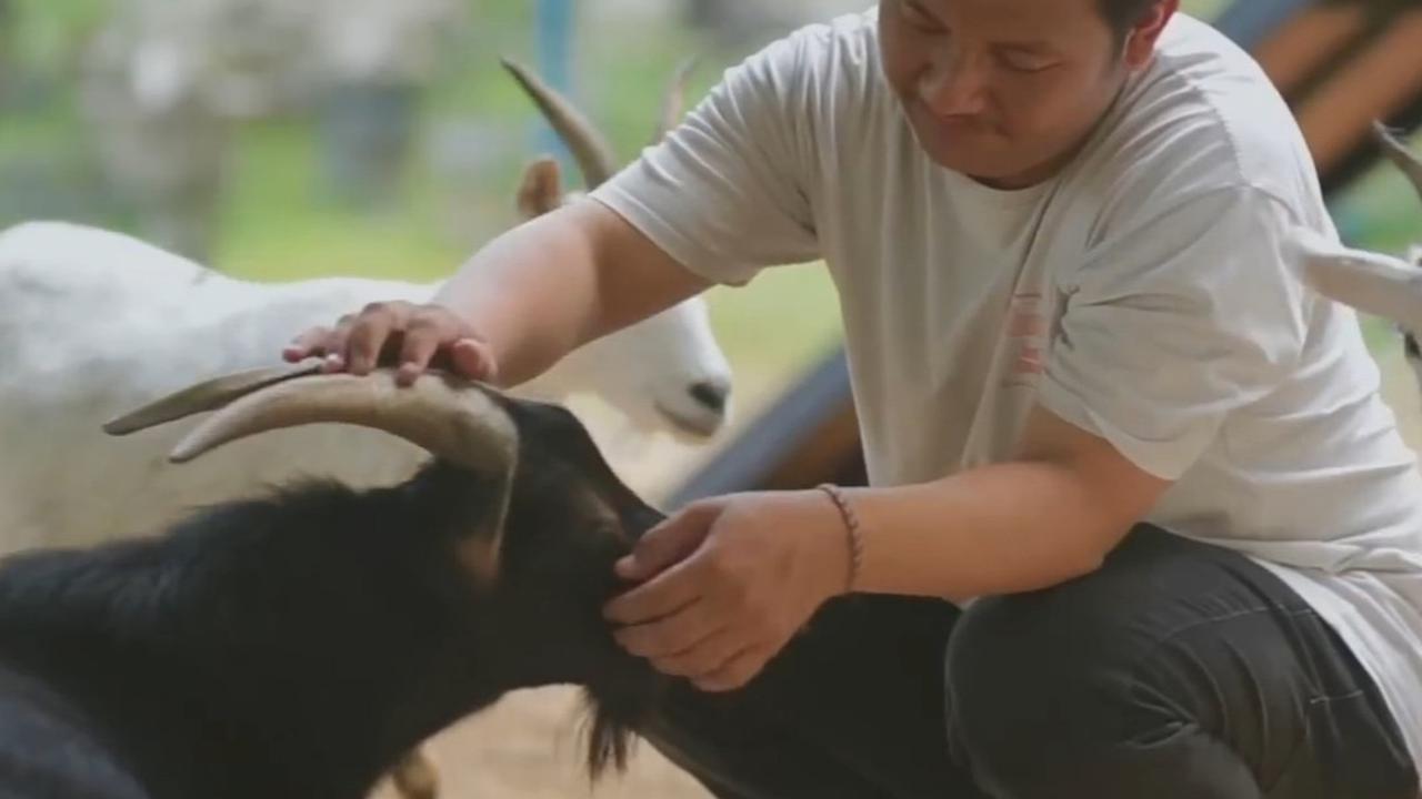 PNS Resign dan Pilih Ternak Kambing