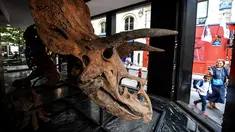 Seorang wanita dan anak melewati galeri di mana triceratops akan dipamerkan menjelang penjualan lelangnya di Paris pada 31 Agustus 2021. Rumah lelang Drouot di Paris akan melelang fosil dinosaurus triceratops terbesar yang dikenal sebagai "Big John" pada Oktober 2021. (Christophe ARCHAMBAULT/AFP)