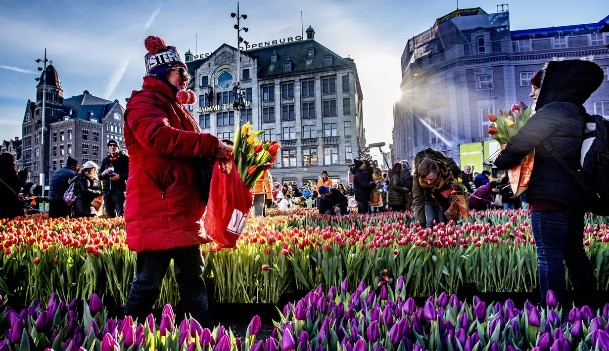 Orang-orang memetik tulip pada Hari Bunga Tulip Nasional di Dam Square, Amsterdam pada 19 Januari 2019. Acara ini merupakan awal musim bunga tulip internasional yang secara resmi dimulai hingga akhir April mendatang. (Robin Utrecht / ANP / AFP)