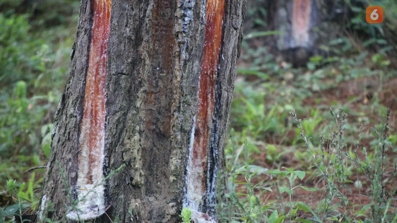 Penyadapan Pinus
