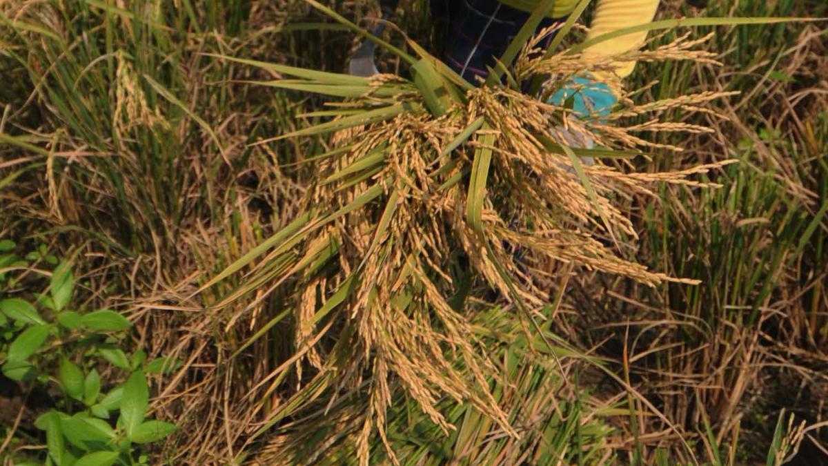 Perintah Prabowo: Bulog Beli Gabah Petani Rp 6.500 per Kilogram