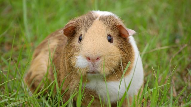 Guinea pig