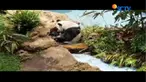Sementara itu, selama di karantina panda Hu Chun yang merupakan panda betina berpose lucu.