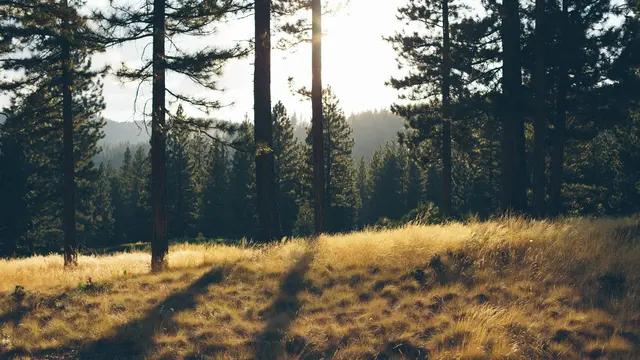 Hutan Pinus