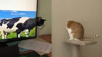 6 Ilusi Optik Kucing Ini Bikin Mikir Dua Kali, Awas Tertipu (sumber: Twitter/catsyoulove Boredpanda)