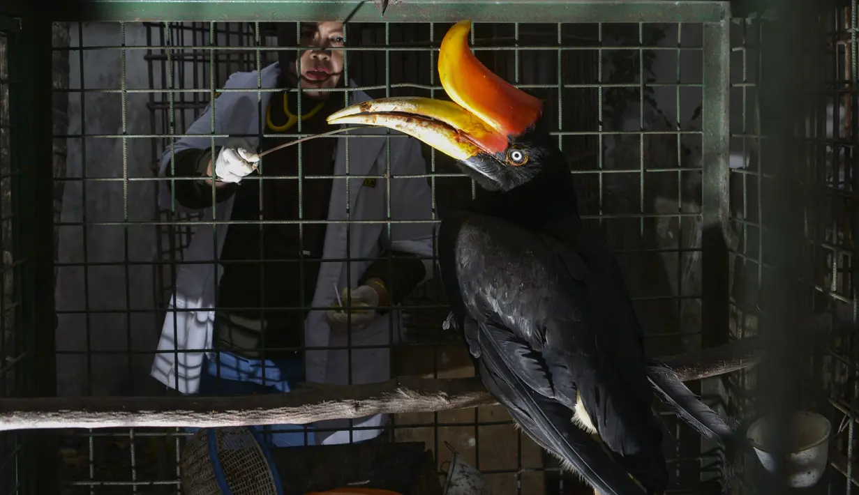 Burung Rangkong Badak (Buceros rhinoceros) hasil sitaan berada dalam kandang Balai Konservasi Sumber Daya Alam (BKSDA) Aceh di Banda Aceh, Kamis (26/9/2019). Burung yang termasuk jenis burung terbesar di Asia merupakan satwa langka dan dilindungi itu diambil paksa dari warga (CHAIDEER MAHYUDDIN/AFP)
