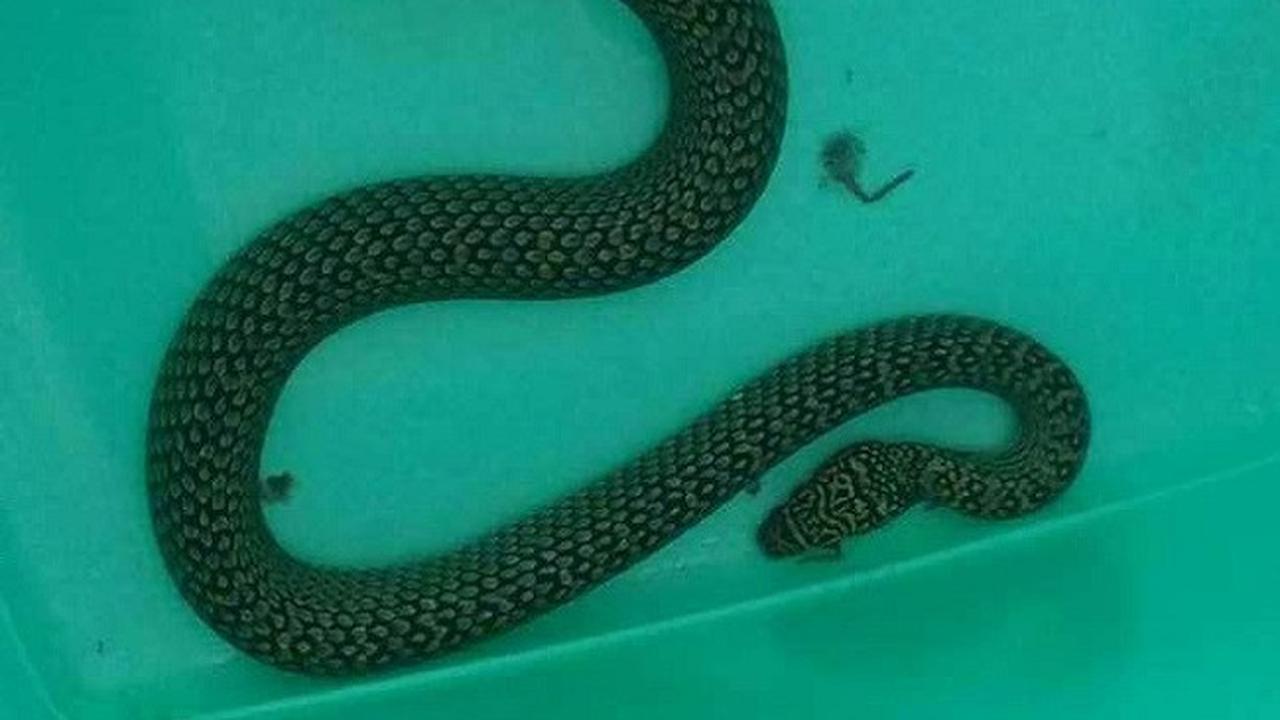 Ular Bermotif Kaligrafi Arab Gundul Ditemukan di Ruang Server