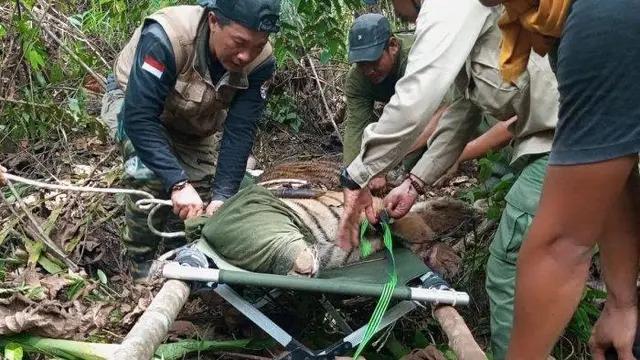 Evakuasi Harimau Terjerat di Jambi