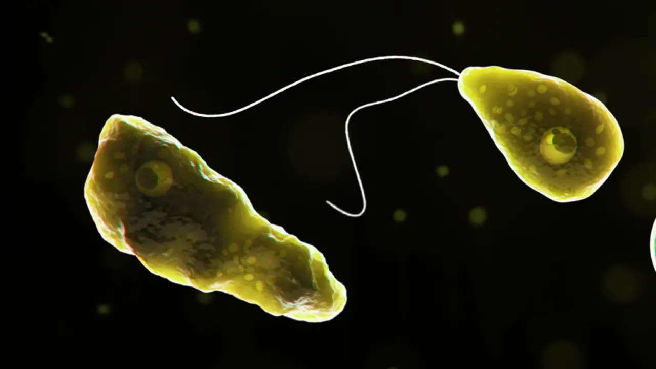 Naegleria fowleri (Pusat Pengendalian dan Pencegahan Penyakit Amerika Serikat/CDC)