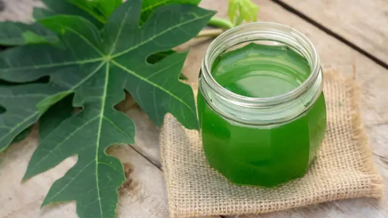 Manfaat Daun Pepaya untuk Menurunkan Kolesterol Secara Alami