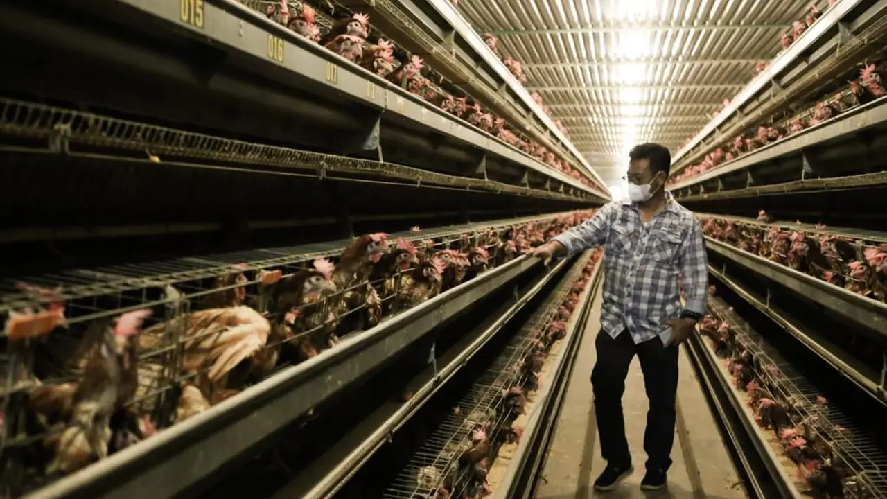 Mentan: Stok dan Pasokan Telur Ayam Beberapa Bulan ke Depan Dipastikan Aman