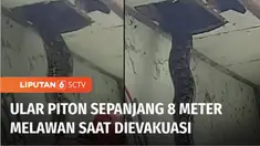 Warga Makassar digegerkan oleh penemuan seekor ular piton sepanjang 8 meter yang bersembunyi di plafon rumah warga. Proses evakuasi ular yang berukuran besar ini berlangsung dramatis, karena sang ular sempat melawan.