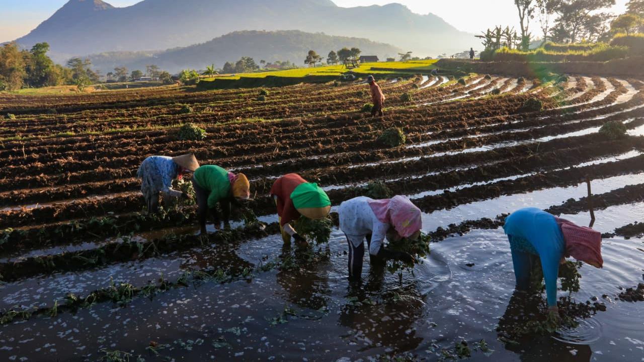 KUR BRI jadi Andalan Petani Tingkatkan Produksi dan Perkuat Ketahanan Pangan Nasional