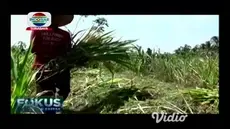 Kemarau panjang mengakibatkan puluhan hektar lahan palawija di Jember, Jawa Timur, kekeringan dan sebagian mati.