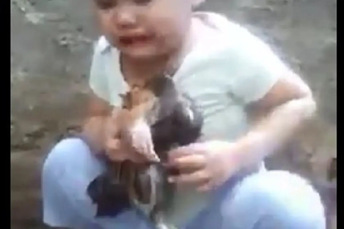 [Bintang] Bocah dan Ayam