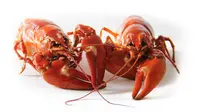 Ilustrasi Lobster (Sumber Foto: Pexels)