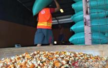 Bulog Madiun Siap Serap Jagung Petani, Jaga Kestabilan Harga dan Stok Pangan