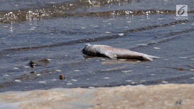 Kondisi ikan mati terlihat di pinggiran Waduk Gajah Mungkur, Wonogiri, Selasa (3/9/2019). Musim kemarau di Jawa Tengah menjadi terparah dalam lima tahun terakhir hingga menyebabkan krisisnya volume air Waduk Gajah Mungkur dan banyak ditemukannya ikan mati terdampar. (merdeka.com/Iqbal Nugroho)