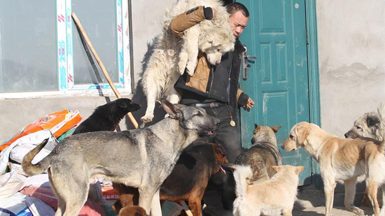 Kisah Pria Penyelamat 5 Ribu Anjing dari Rumah Potong Hewan