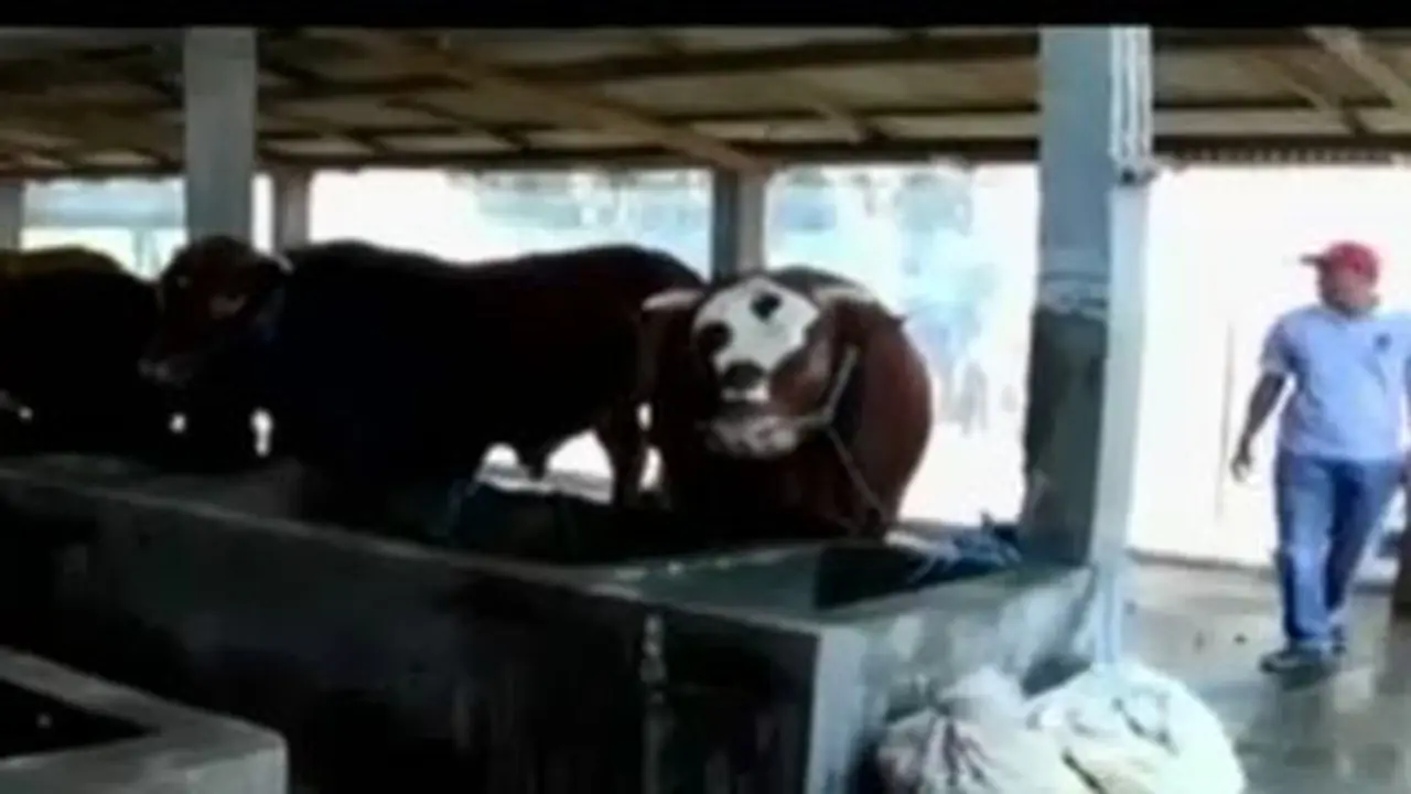 Ternak-Hewan-Kurban