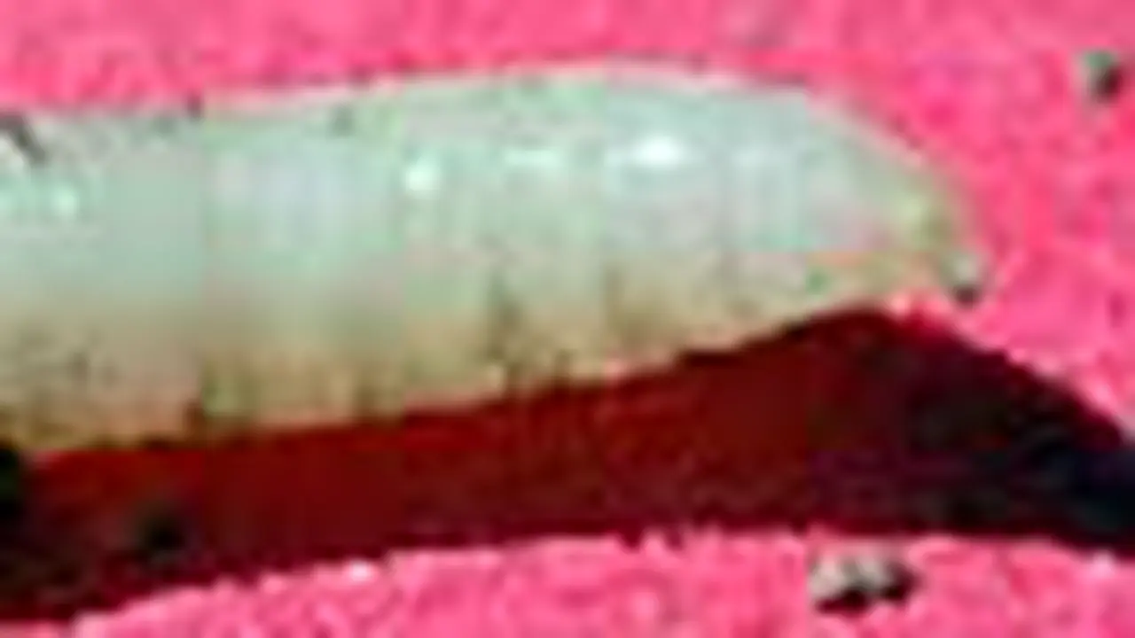 t100407abelatung.jpg