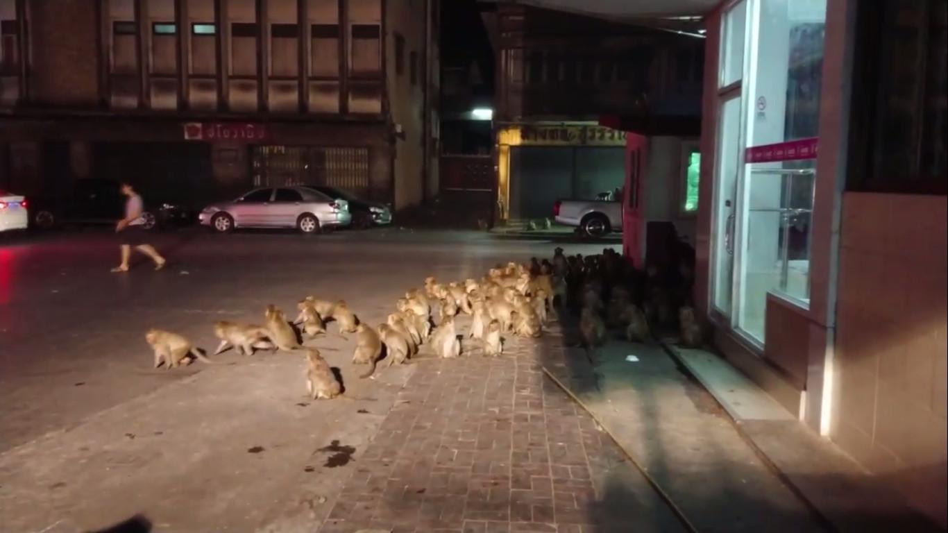 Ratusan Monyet Berhamburan Di Jalanan Thailand