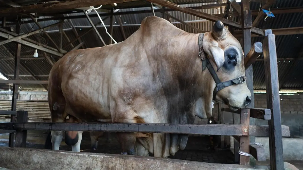 Sapi Bawor