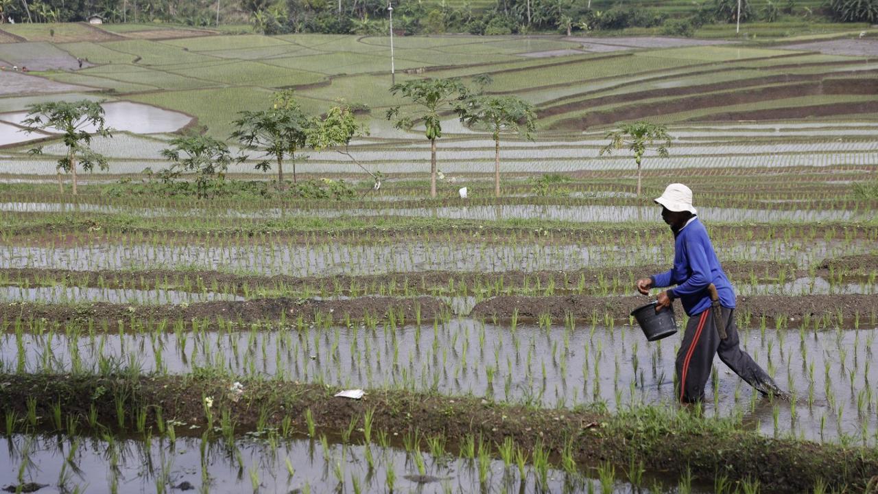 Produksi Beras Nasional hingga Oktober 2025 Lampaui Capaian Tahun Sebelumnya