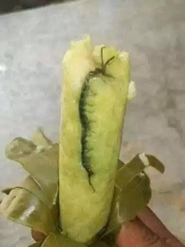 7 Potret Hewan Aneh Terselip di Makanan, Bikin Jijik