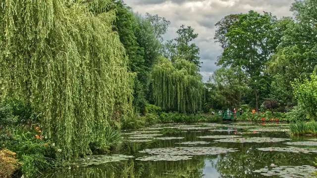 Ilustrasi pohon willow, dedalu