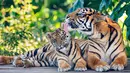 Kebun Binatang Taronga Sydney perkenalkan secara resmi kepada publik tiga ekor anak Harimau Sumatera yang lahir pada awal tahun ini