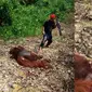  Seekor orangutan dibunuh dan dagingnya dibagikan untuk dikonsumsi atau dimasak di Kapuas, Kalimantan Tengah. (Foto: Istimewa)