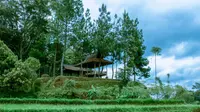 Suasana asri nan daman di kawasan wisata Kampung Tajur, Kabupaten Purwakarta. Foto (Istimewa)