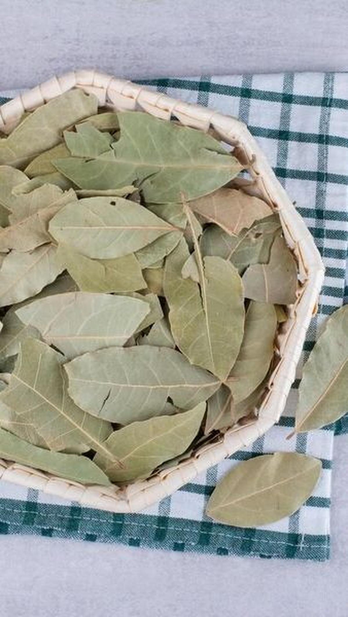 Mengonsumsi daun salam dengan bijak bisa menjadi salah satu cara alami untuk menjaga kesehatan tubuh Anda. Jadi, jangan ragu untuk mencoba rebusan daun salam dan rasakan manfaatnya!