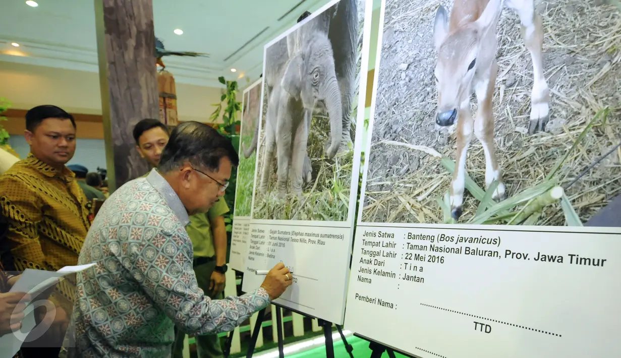Wakil Presiden Jusuf Kalla (tengah) membubuhkan nama buat bayi gajah usai membuka Pekan Lingkungan Hidup Kehutanan 2016 di Jakarta, Kamis (9/6/2016). Pekan Lingkungan Hidup Kehutanan 2016 juga dimeriahkan dengan mini zoo. (Liputan6.com/Helmi Fithriansyah)
