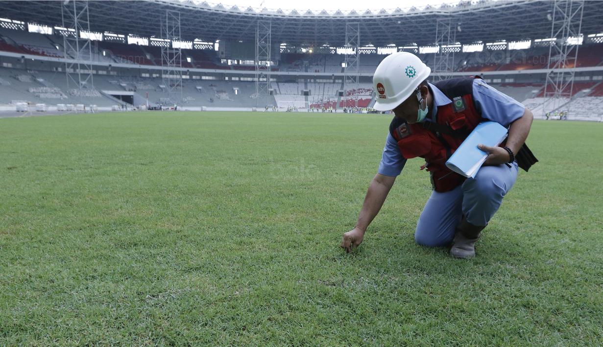Pekerja menunjukan rumput di SUGBK, Senayan, Jakarta, Selasa (8/8/2017). SUGBK menggunakan rumput jenis Zoysia matrella yang merupakan rumput standar FIFA untuk stadion bertaraf internasional. (Bola.com/M Iqbal Ichsan)