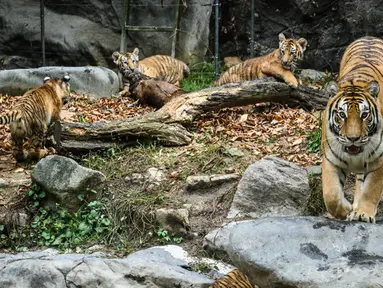 Harimau Siberia betina dan spesies langka Kelas 1 yang dilindungi oleh pemerintah Geon-gon berdiri dekat kelima anaknya di kebun binatang taman hiburan Everland, Yongin, Provinsi Gyeonggi-do, Korea Selatan, 30 September 2021. Kelimanya bernama Areum, Daun, Oori, Nara, Gangsan. (ANTHONY WALLACE/AFP)